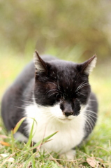 ねこ