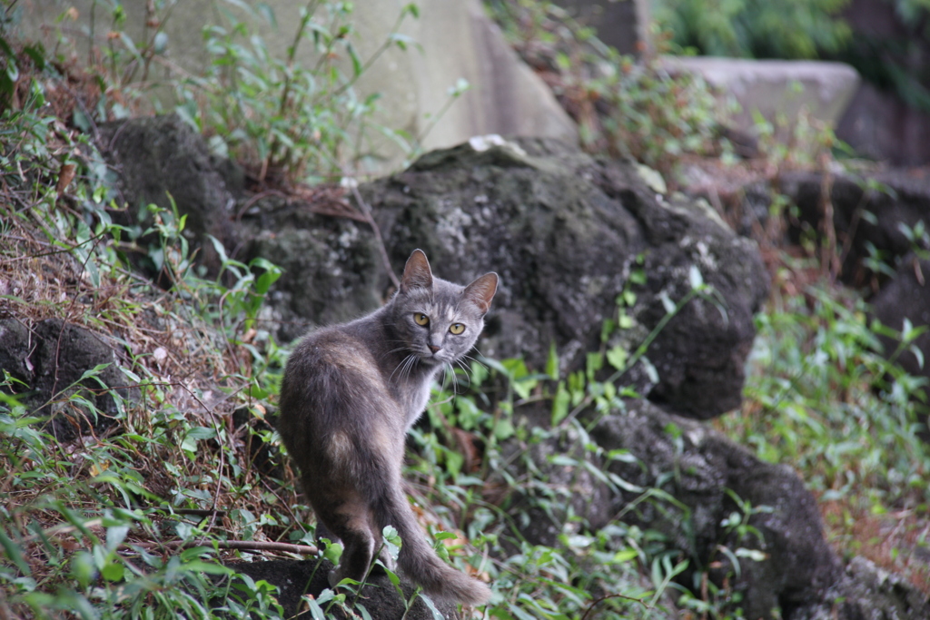 ねーこ