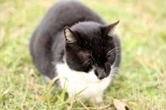 ねこ