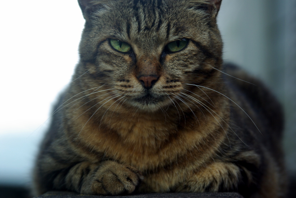 猫