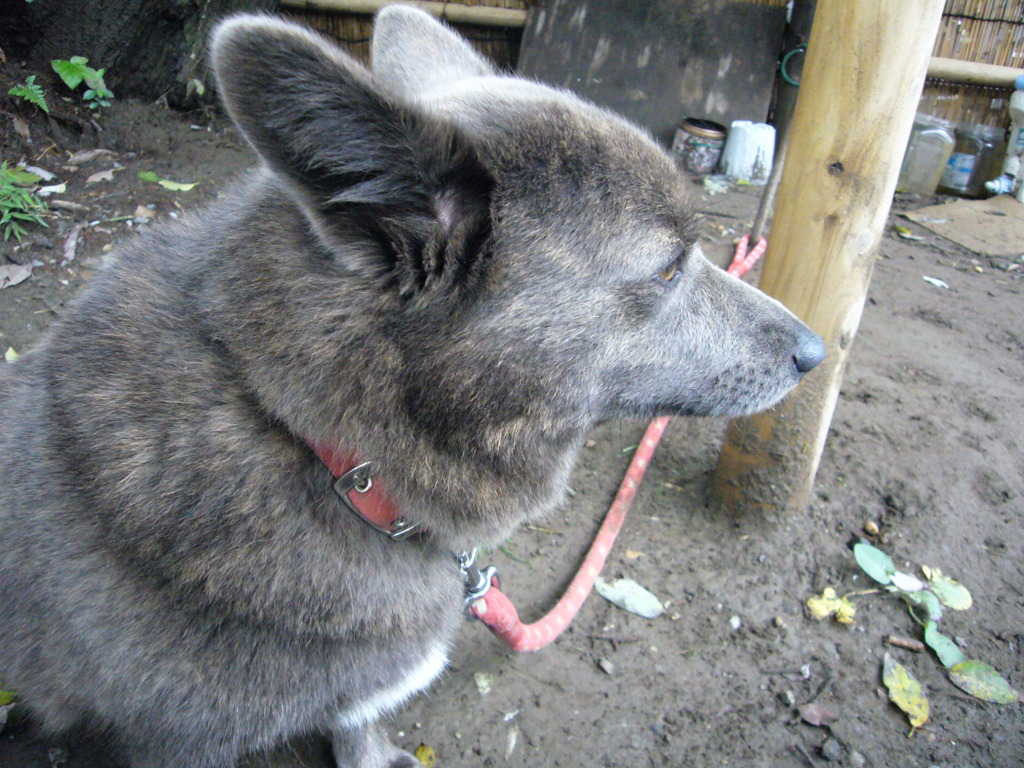 矢切り渡の看板犬
