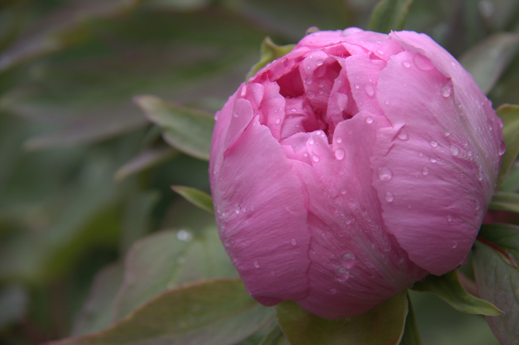 お花