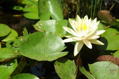 蓮の花