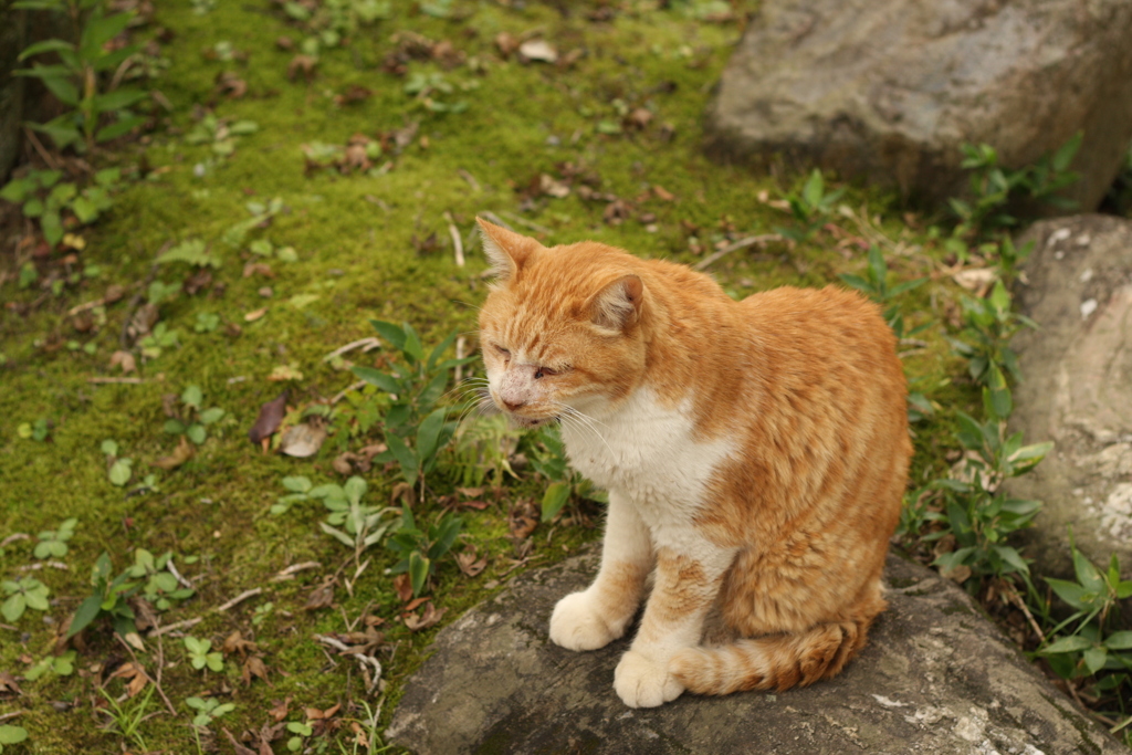 お寺のねこちゃん