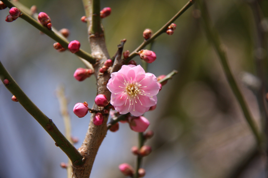 う、うめやったんか!?