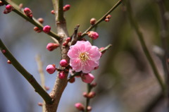 う、うめやったんか!?