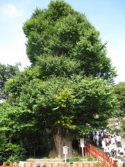 この頃はまだ倒れていなかったんだよ。