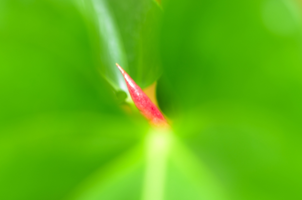 赤の稲妻