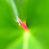 赤の稲妻