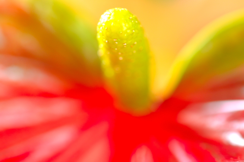 ファイヤーフラワー