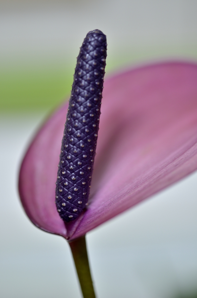 アンスリュムピンク