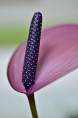 アンスリュムピンク