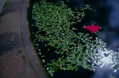 真っ赤な花びら