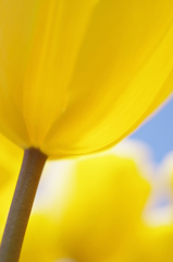 Tulipa