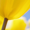 Tulipa