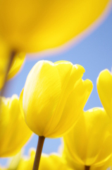 Tulipa