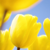 Tulipa