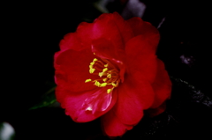 真っ赤な花