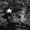 三輪の花
