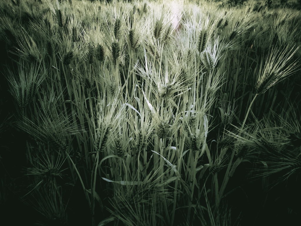 season