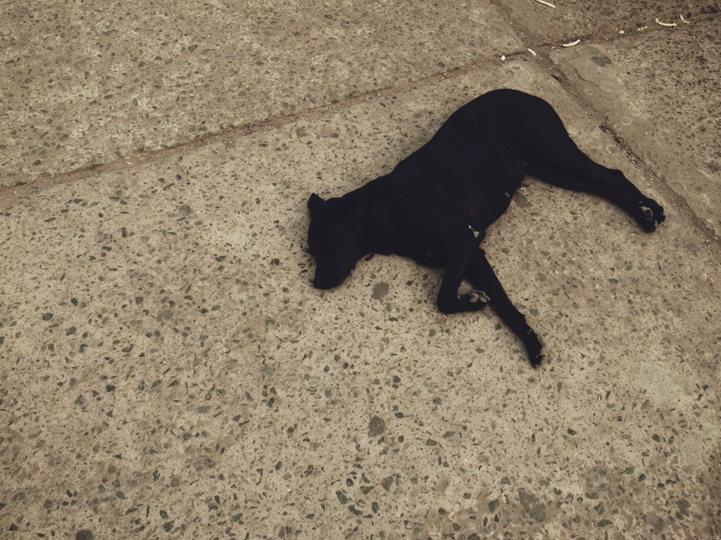 stray dog　