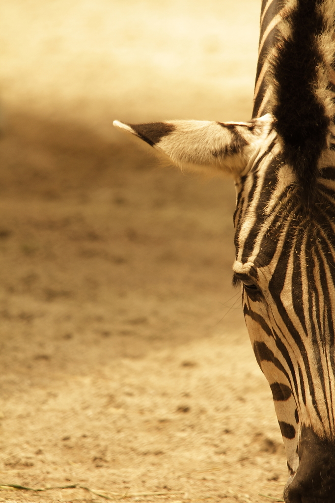 Hot Zebra