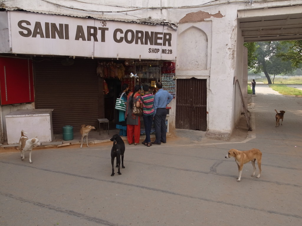 Stray Dog