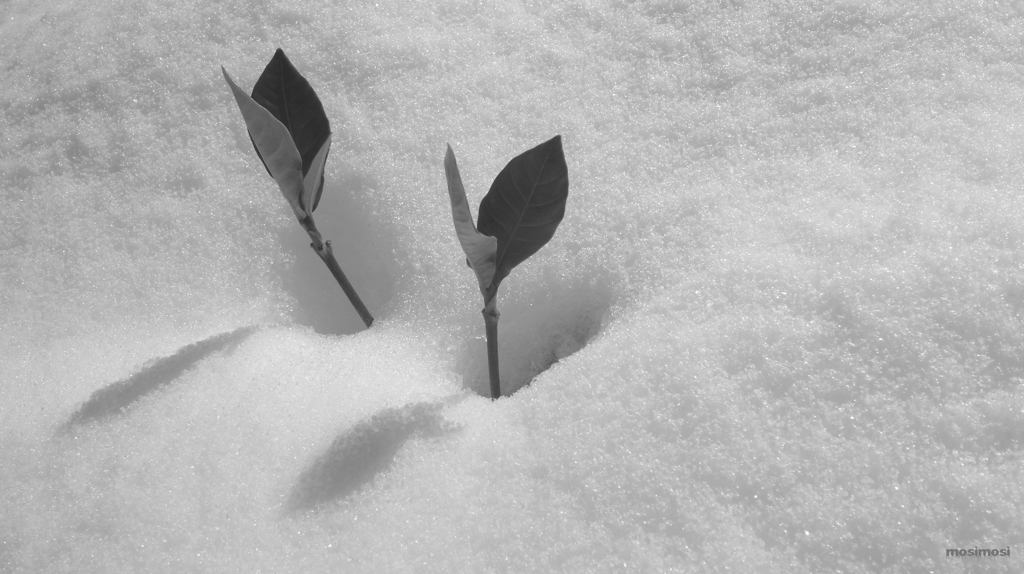 冬の草木