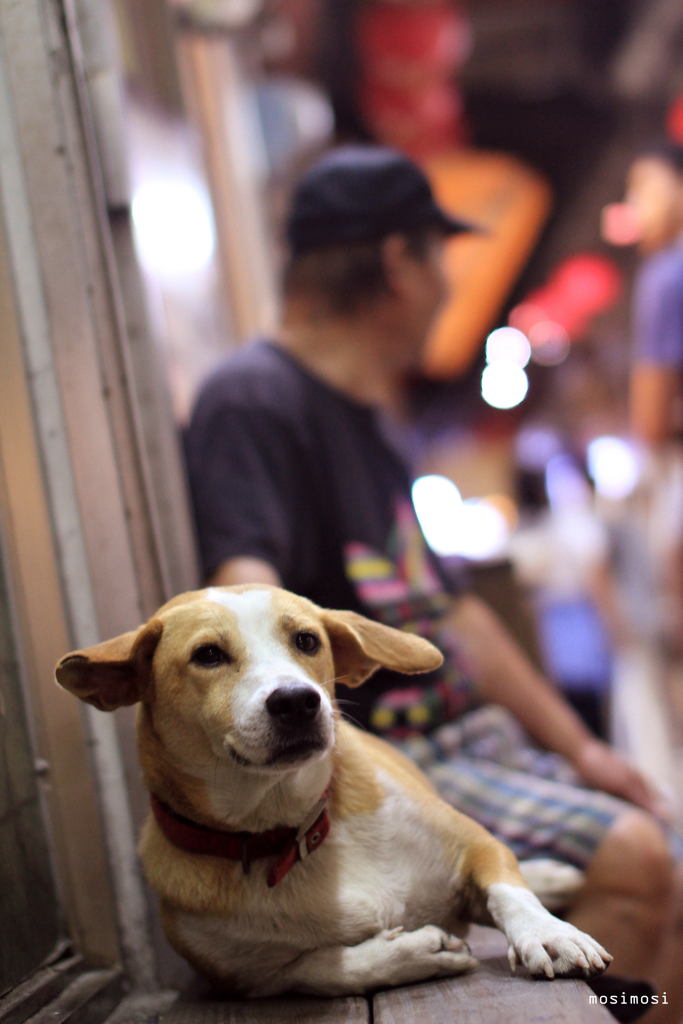 TPE  #dog