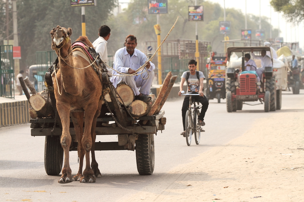 Camel truck