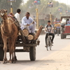 Camel truck