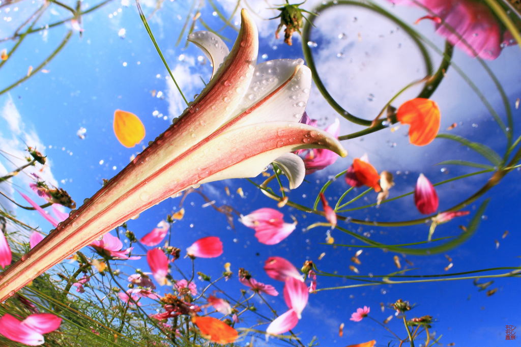Flower Cracker ♪♪