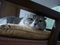 賢きねこ？