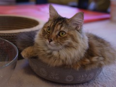 噂の鍋ねこ発見