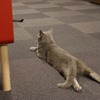 ほふく前進