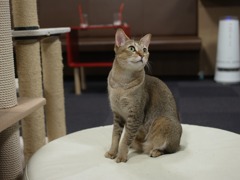 新宿きゃりこの猫さん