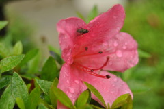 梅雨時の訪問者