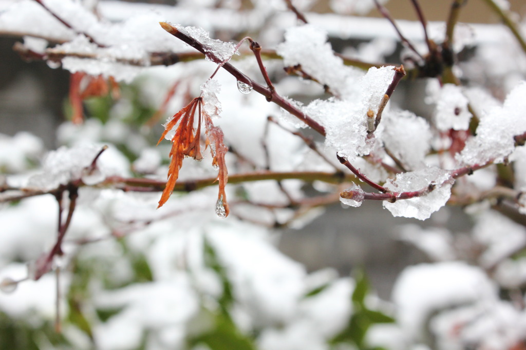 積雪