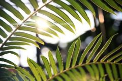 植物園　Ⅲ