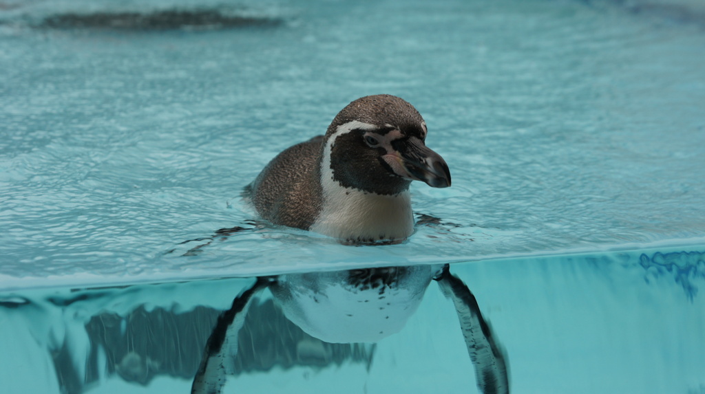 ペンギン