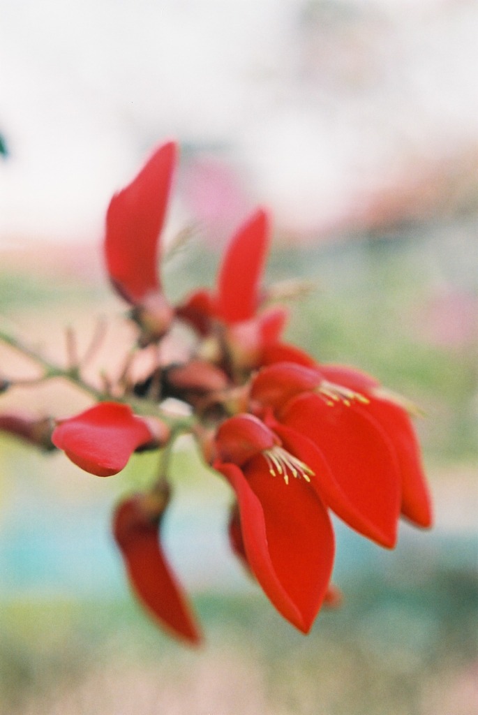 でいごの花