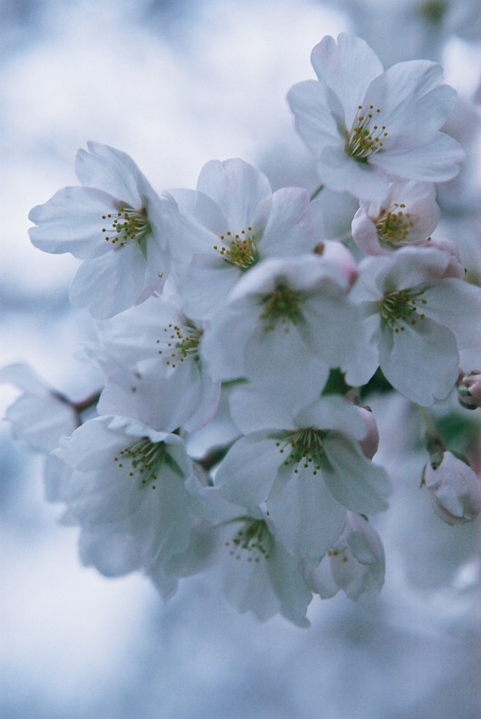 SAKURA