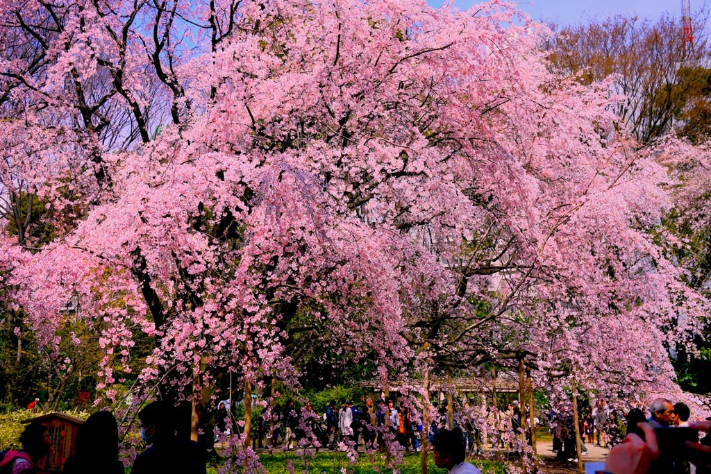 しだれ桜