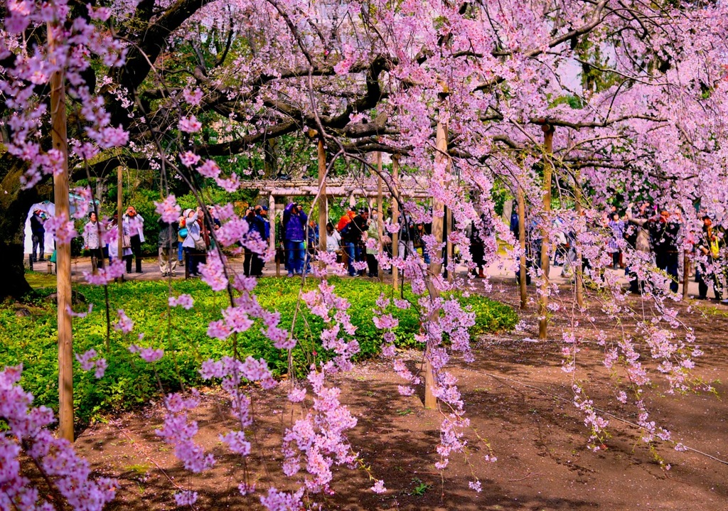桜