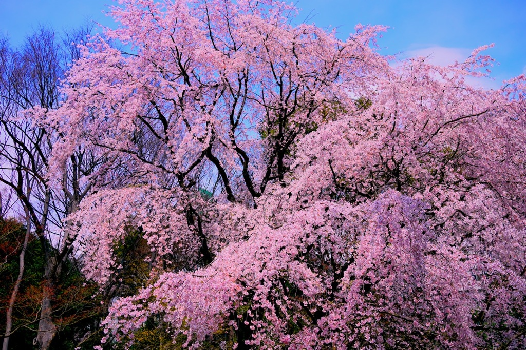 天高く