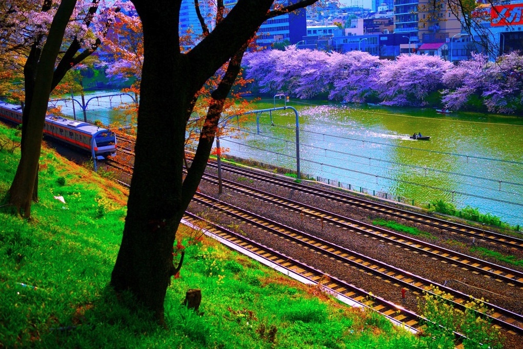列車と桜