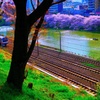 列車と桜