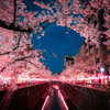 目黒川 桜