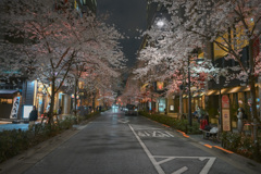 夜桜散歩(日本橋～越中島クルーズ)