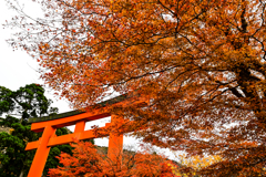 箱根神社 第一鳥居